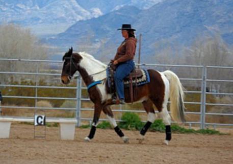 Sharon Fiato rides her gaited horse, Chip, in Sandy Valley’s recent Western Dressage clinic. Sharon’s goal is to further develop her partnership with Chip through classical horsemanship. 