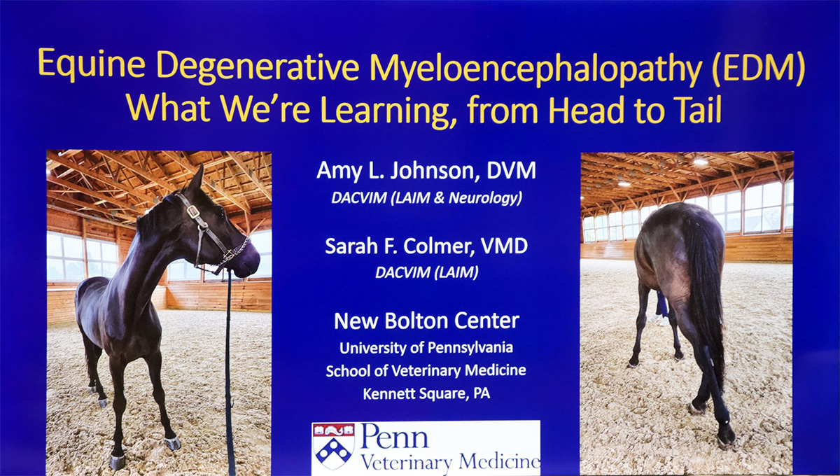 Equine Degenerative Myeloencephalopathy (EDM)